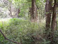 July 10,2010 004.webp