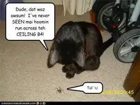 funny-pictures-spider-scared-you.webp
