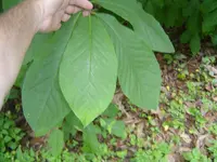 Blackfork valley 002.webp