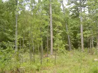 Blackfork valley 005.webp
