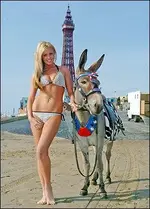 donkey.webp