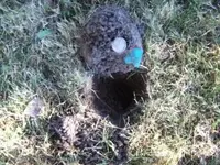 August8-2010hole.webp