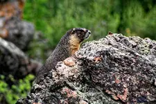 7-21a.webp