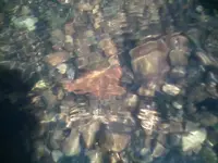 Lecroy in creek.webp