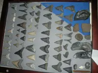 shark teeth 006.webp