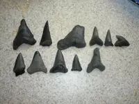 shark teeth 007.webp