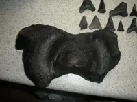 shark teeth 008.webp