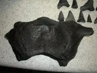 shark teeth 009.webp