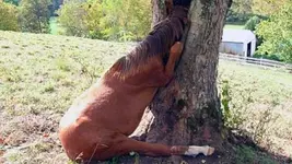 caballo.webp