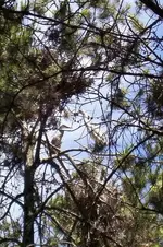blue heron rookery.webp