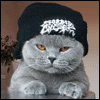 kitty.gif kitty.gif