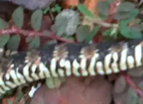 snake.webp