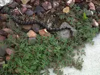 snake2.webp