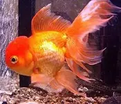 OrangeOranda.webp