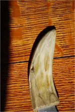Tooth1.webp