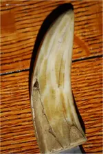 Tooth2.webp