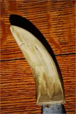 Tooth3.webp