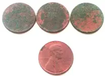 Chesterton_Park_Finds_Wheats.webp
