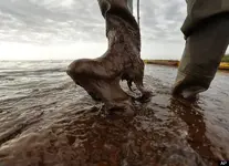 oilspillLA.webp