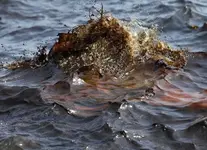oilspillLA05.webp