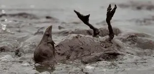 oilspillLA07.webp