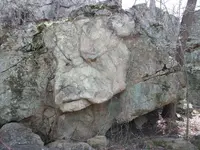 Bull Dog.webp