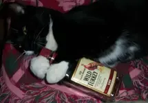 turkey cat.webp