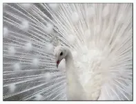 !cid_C5535601D55C4E25BDD71ED262D89715@joysea.webp