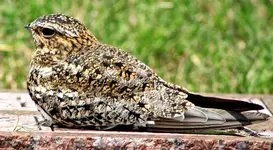 whippoorwill.webp