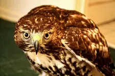 redtailhawk.webp
