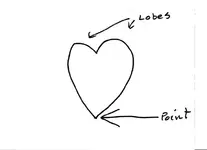 heart.webp