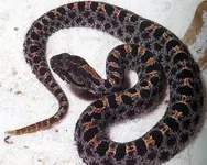 dusky_pygmy_rattlesnake.webp