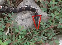 snake3 triagle head.webp