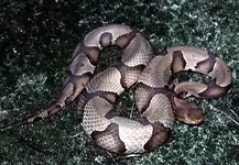 copperhead.webp