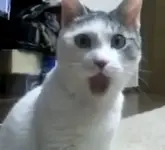 Holy cow cat.webp