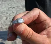 Atlantic City Bling.webp