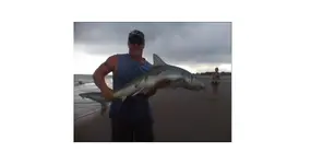 RobsShark.webp