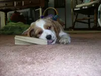 wilbur.webp