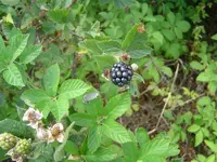 Not Summer Yet 001.webp