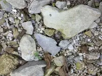 Arrowhead 6.webp
