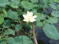Not Summer Yet 005.webp