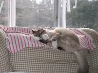 cat.webp