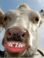 cowteeth.webp