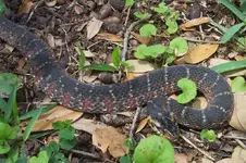 snakebandedground01.webp