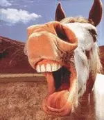 horse.webp