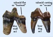 canidcarnassialcomparison.webp