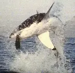 shark1.webp