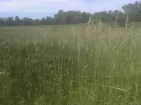 Field.webp