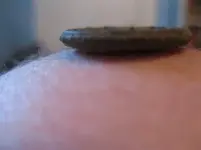 buttonhorseside.webp