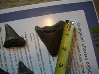 point and teeth 058.webp